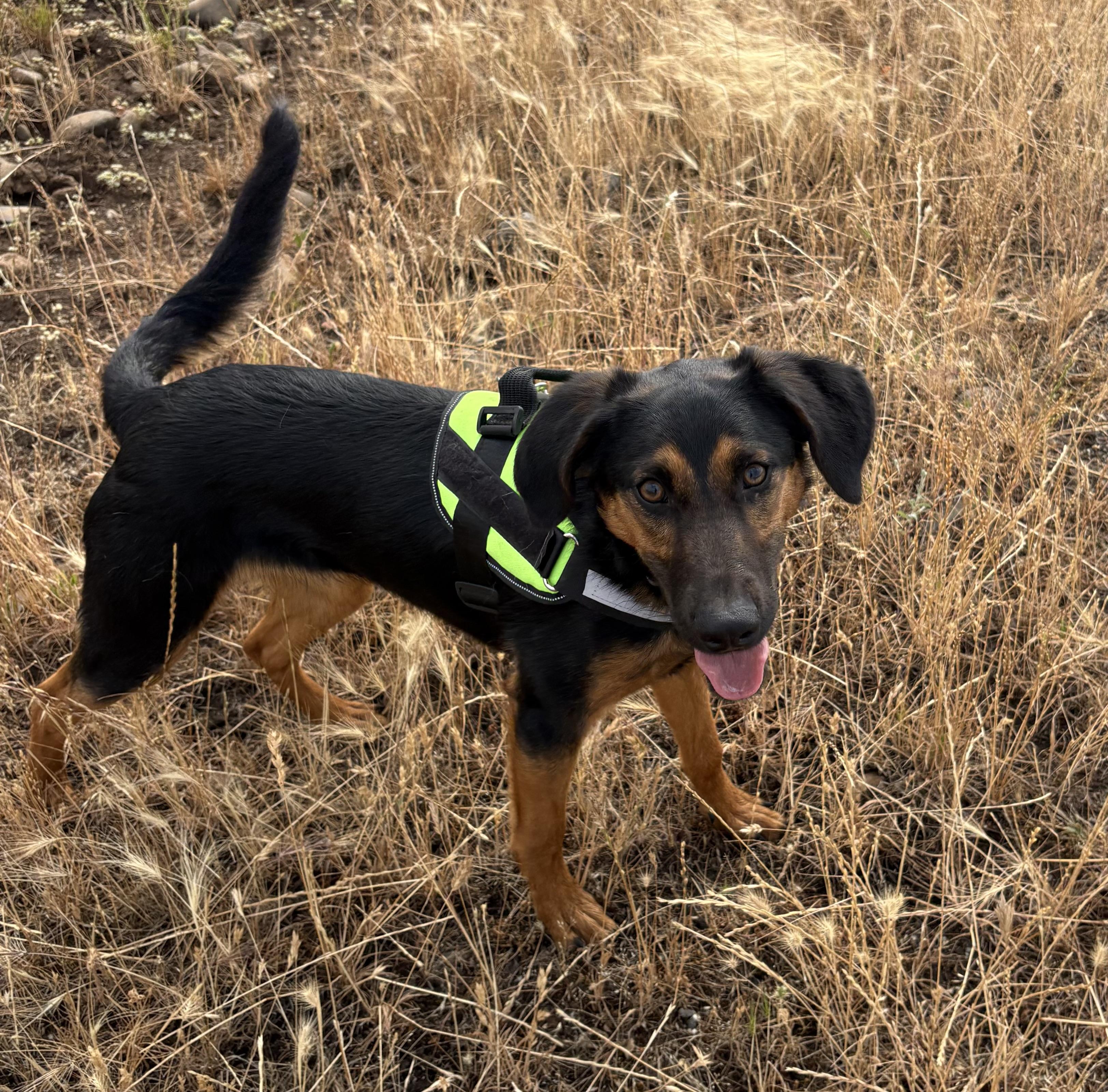Viceroy, a Adoptable mixed breed in Red Bluff, CA image 4/4