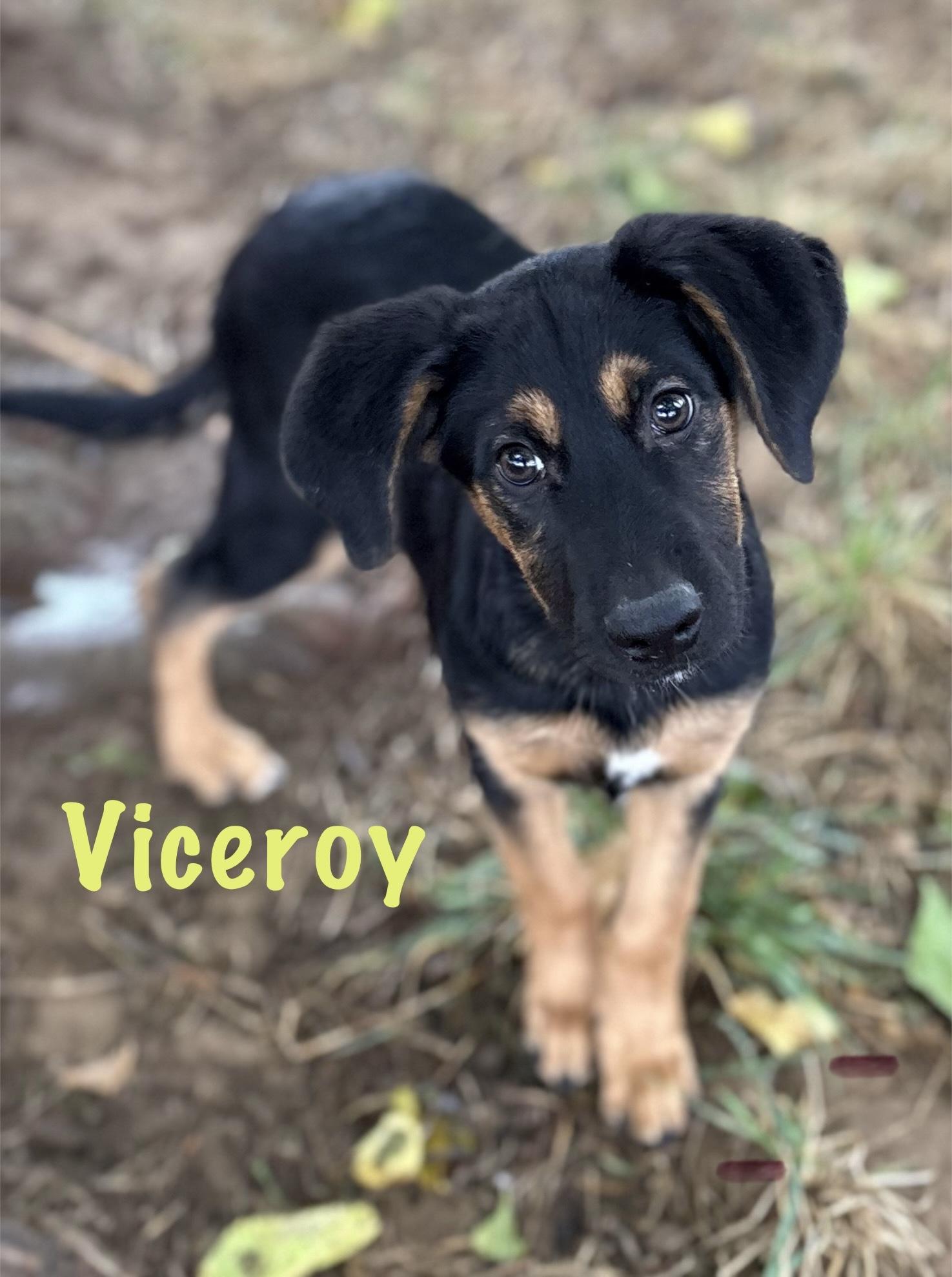 Enlarge Viceroy, a Adoptable mixed breed in Red Bluff, CA image 3/4