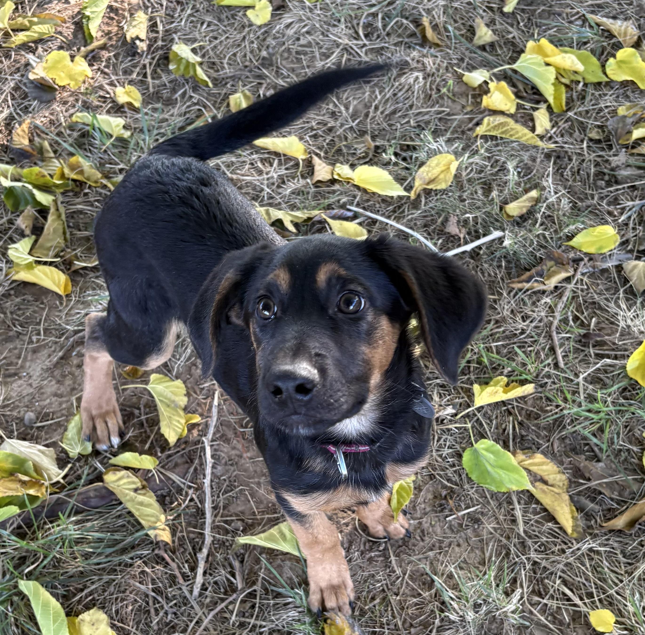 Enlarge Viceroy, a Adoptable mixed breed in Red Bluff, CA image 4/4