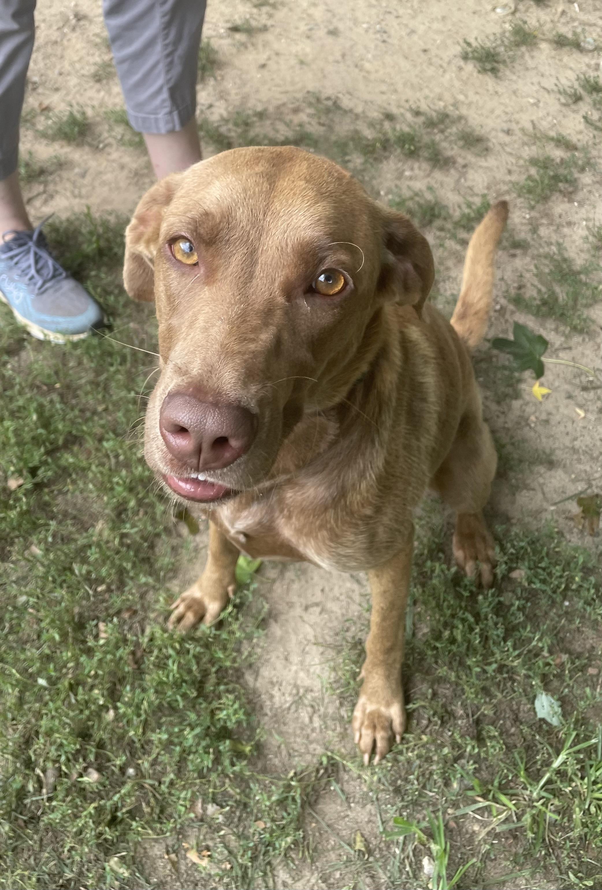 Indi, an adopted mixed breed in Heathsville, VA image 3/4