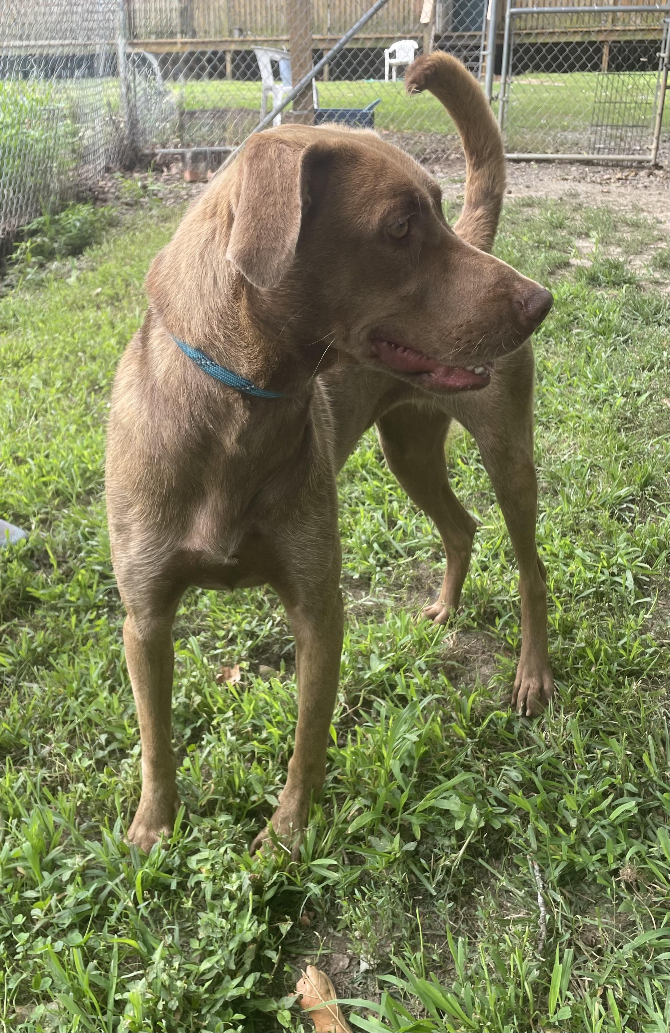 Indi, an adopted mixed breed in Heathsville, VA image 2/4