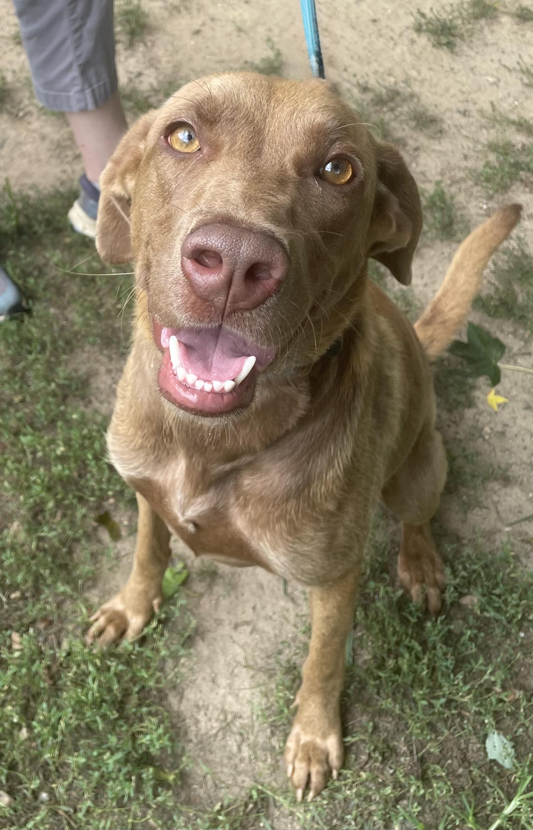 Indi, an adopted mixed breed in Heathsville, VA image 1/4