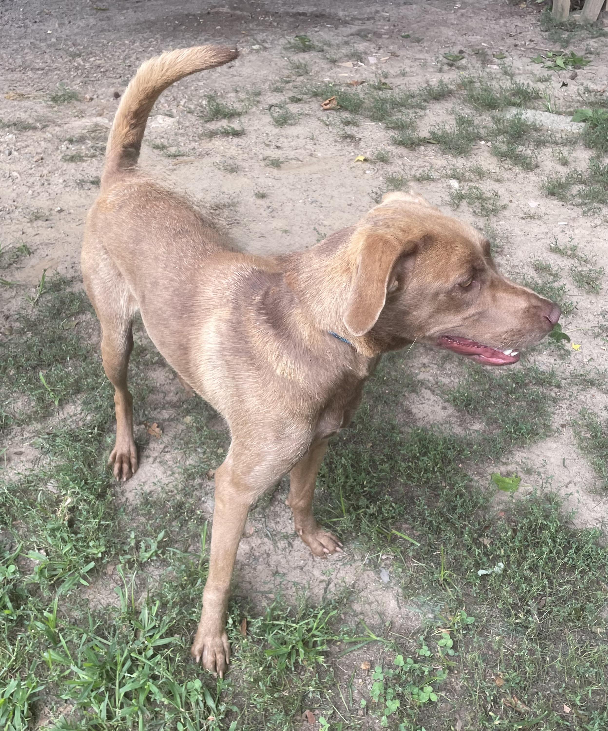 Indi, an adopted mixed breed in Heathsville, VA image 4/4