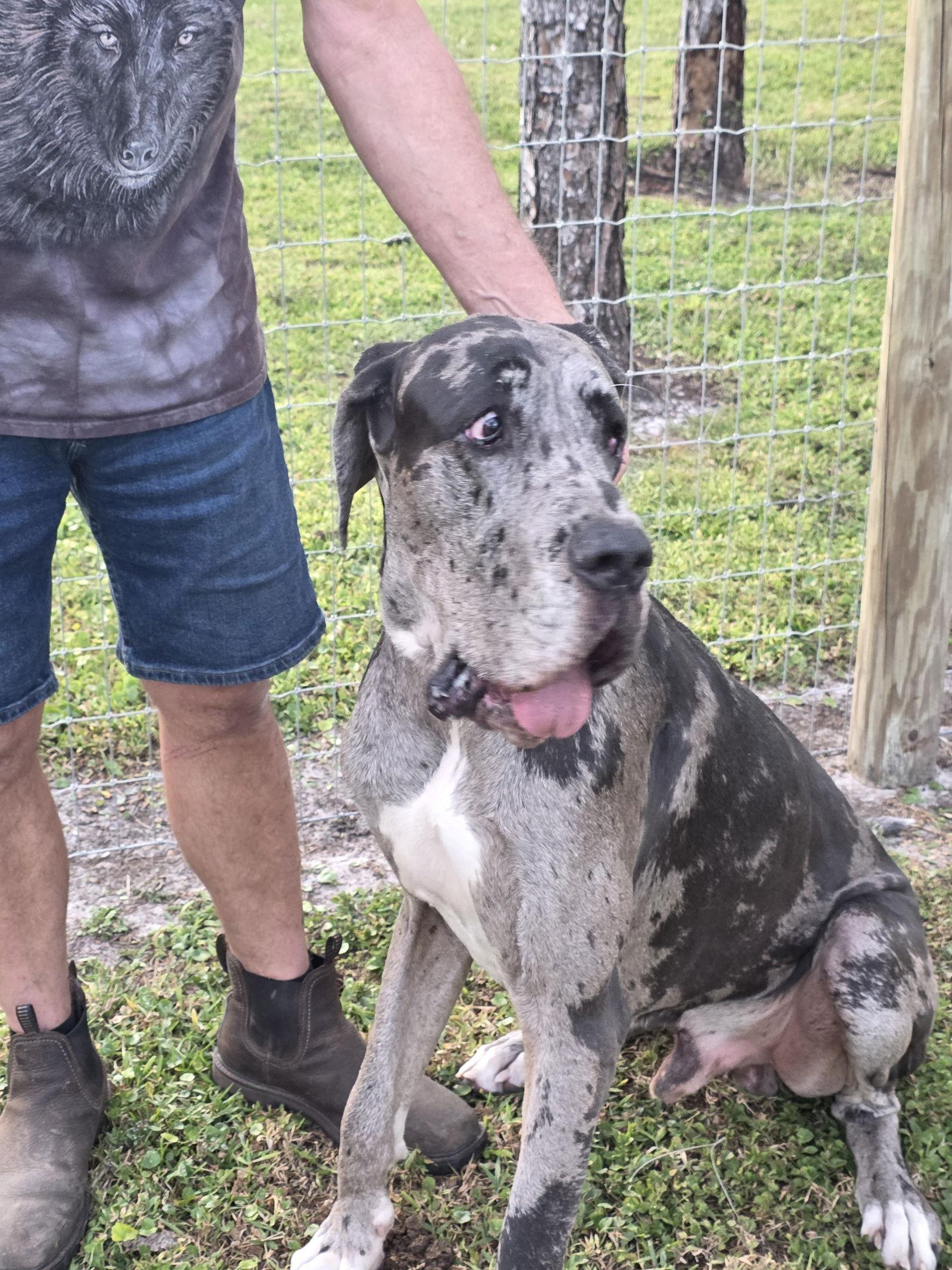 Enlarge Robby, a Adoptable Great Dane in Jupiter, FL image 1/2