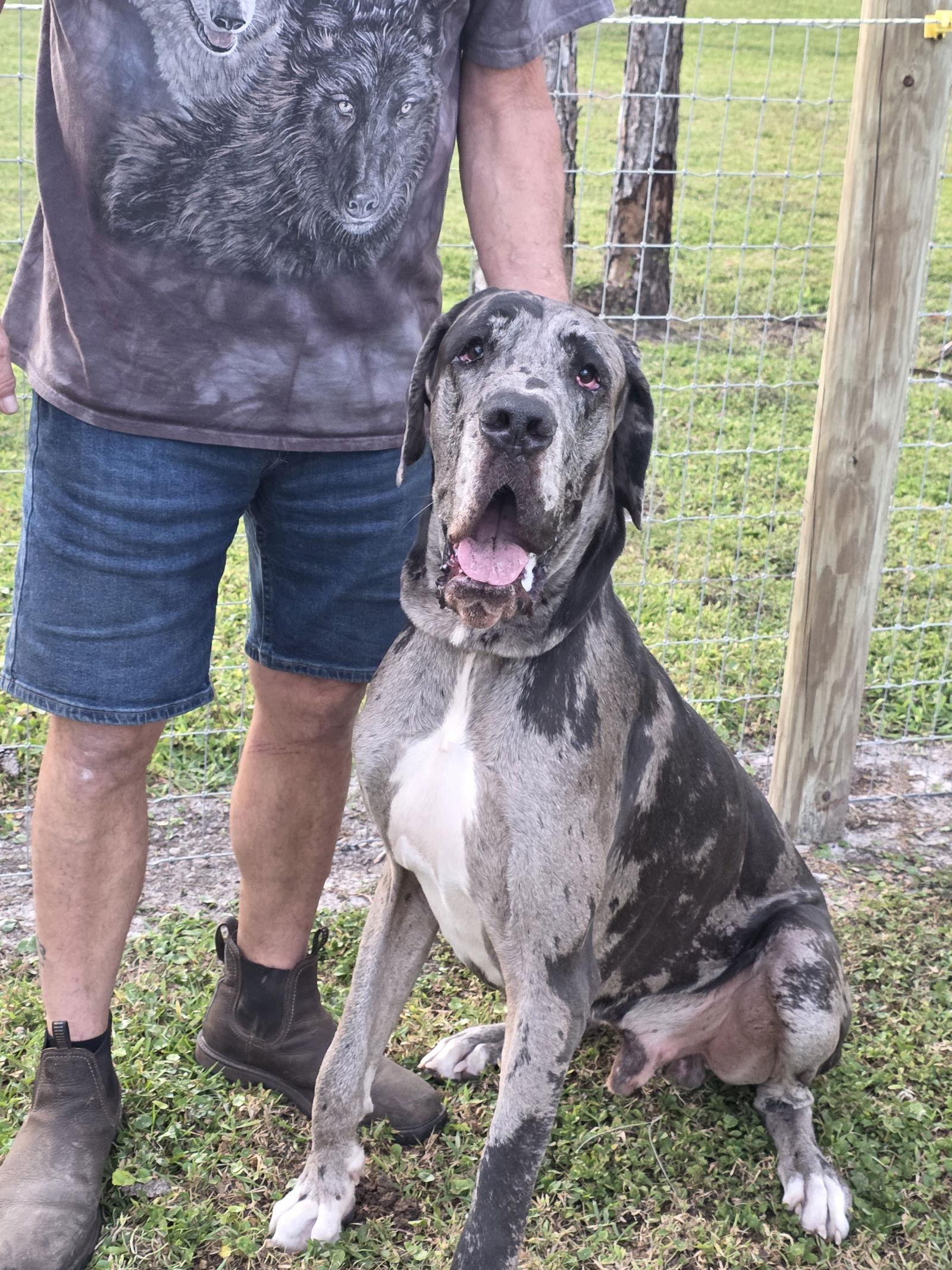 Enlarge Robby, a Adoptable Great Dane in Jupiter, FL image 2/2