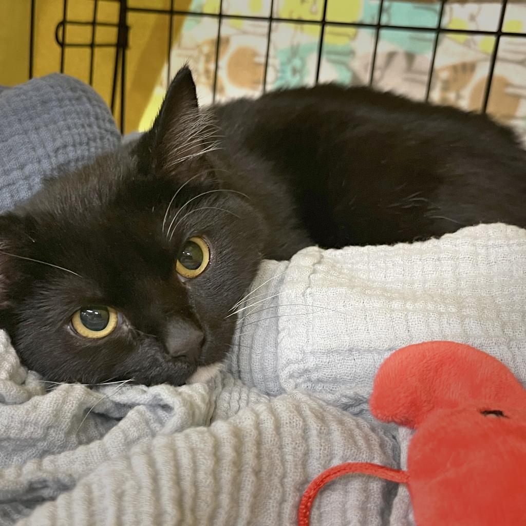 Enlarge Lucas, a Adoptable mixed breed in Richmond, VA image 1/6