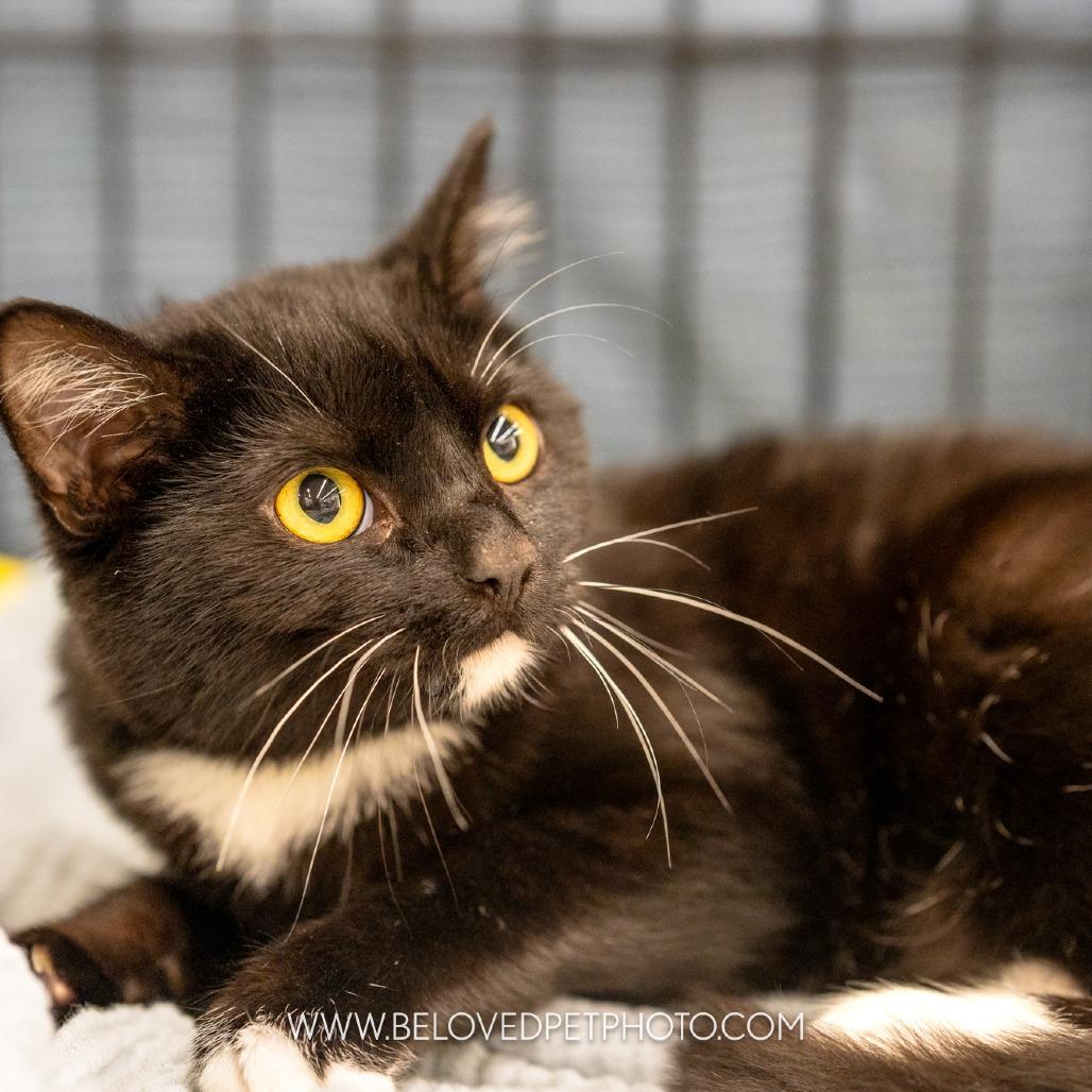 Enlarge Lucas, a Adoptable mixed breed in Richmond, VA image 2/6