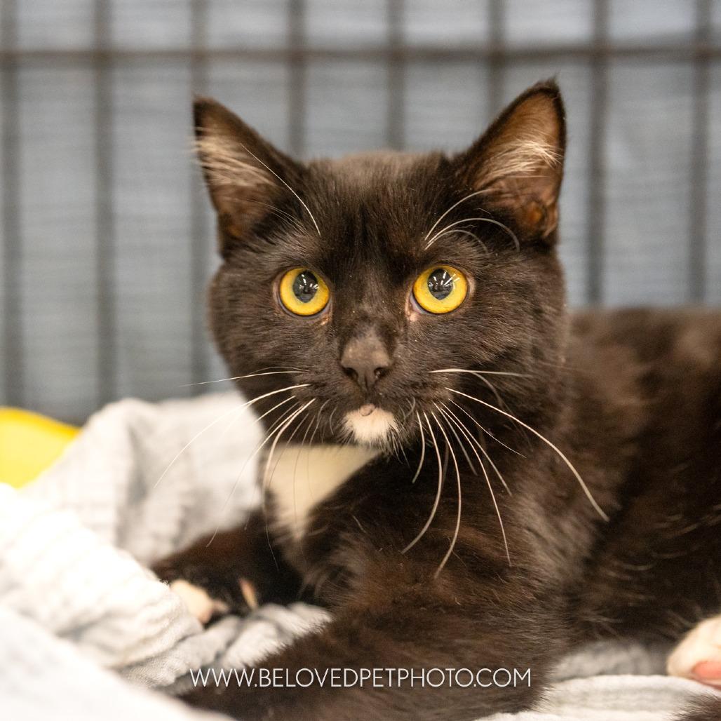 Enlarge Lucas, a Adoptable mixed breed in Richmond, VA image 3/6