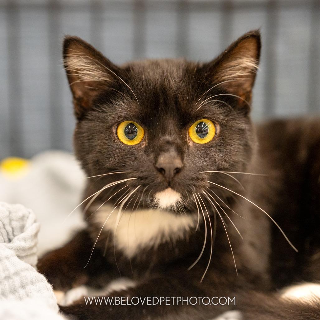 Enlarge Lucas, a Adoptable mixed breed in Richmond, VA image 4/6