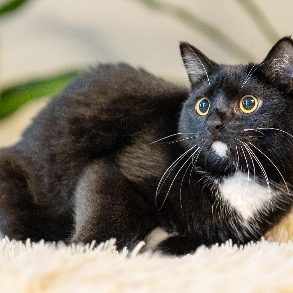 Enlarge Lucas, a Adoptable mixed breed in Richmond, VA image 5/6