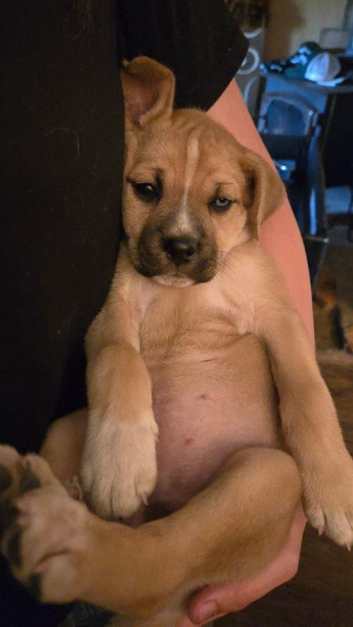 Enlarge Hilly, a Adoptable mixed breed in Carlsbad, CA image 1/1