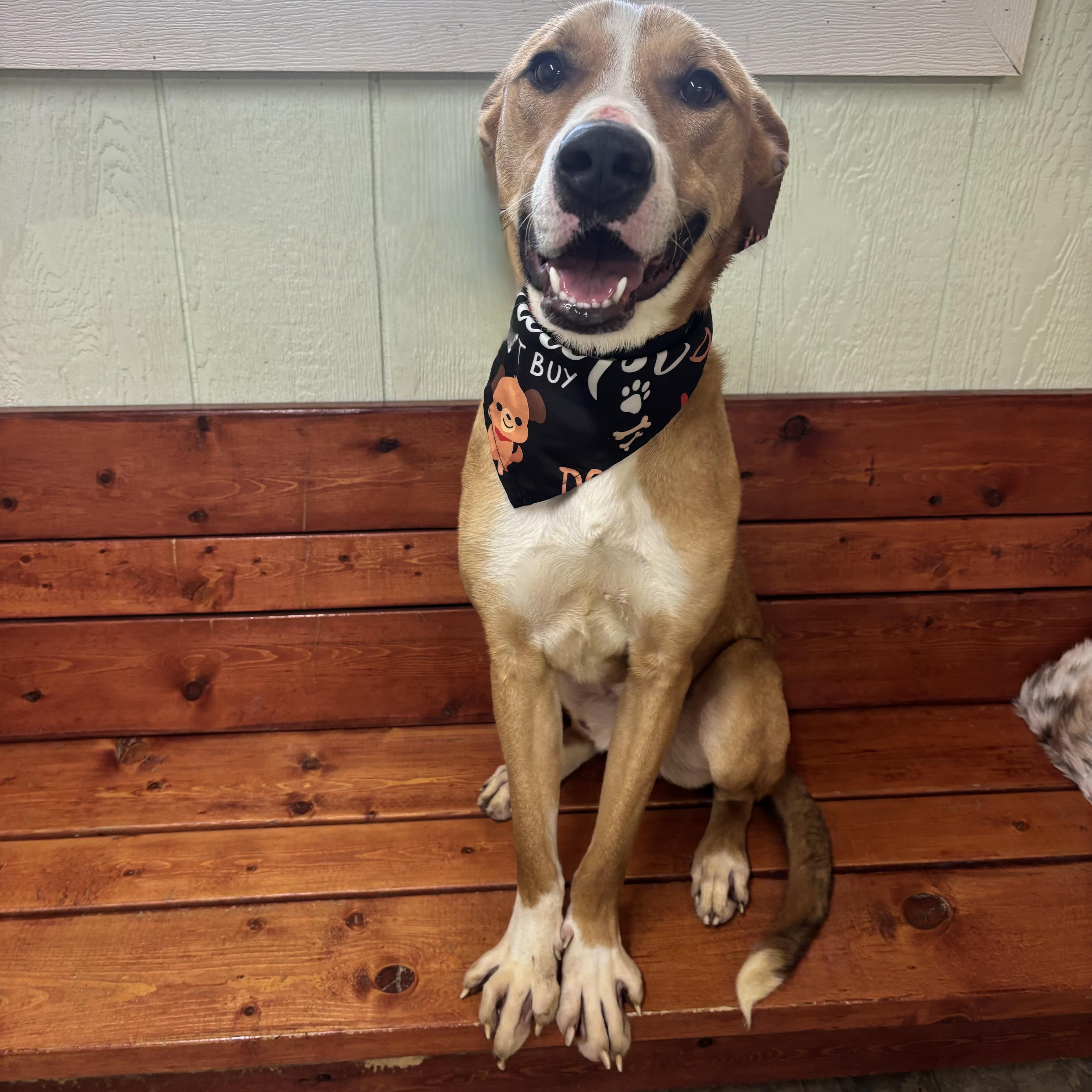 Enlarge Owen, a ADOPTABLE mixed breed in Pilot Point, TX image 2/3