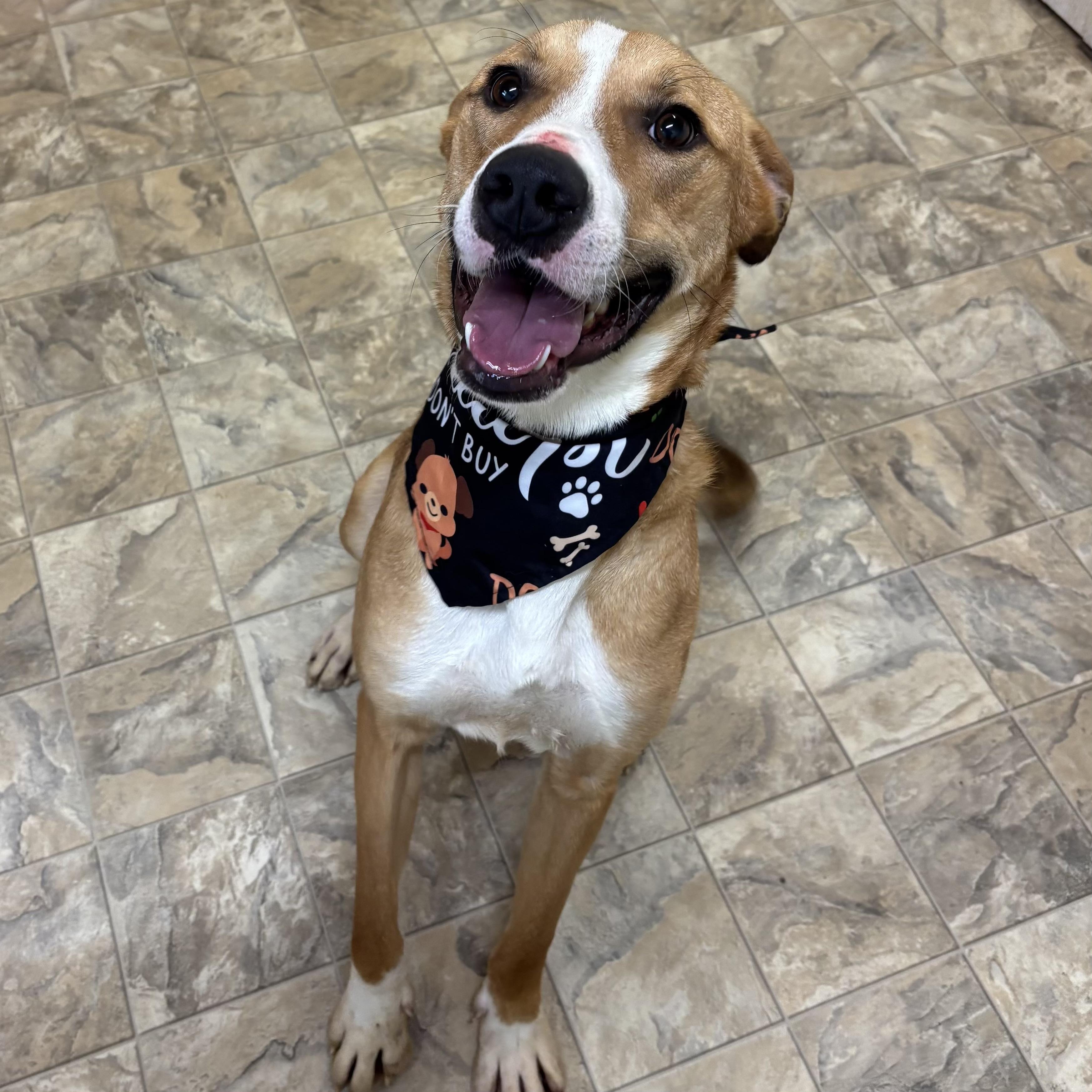Enlarge Owen, a ADOPTABLE mixed breed in Pilot Point, TX image 3/3