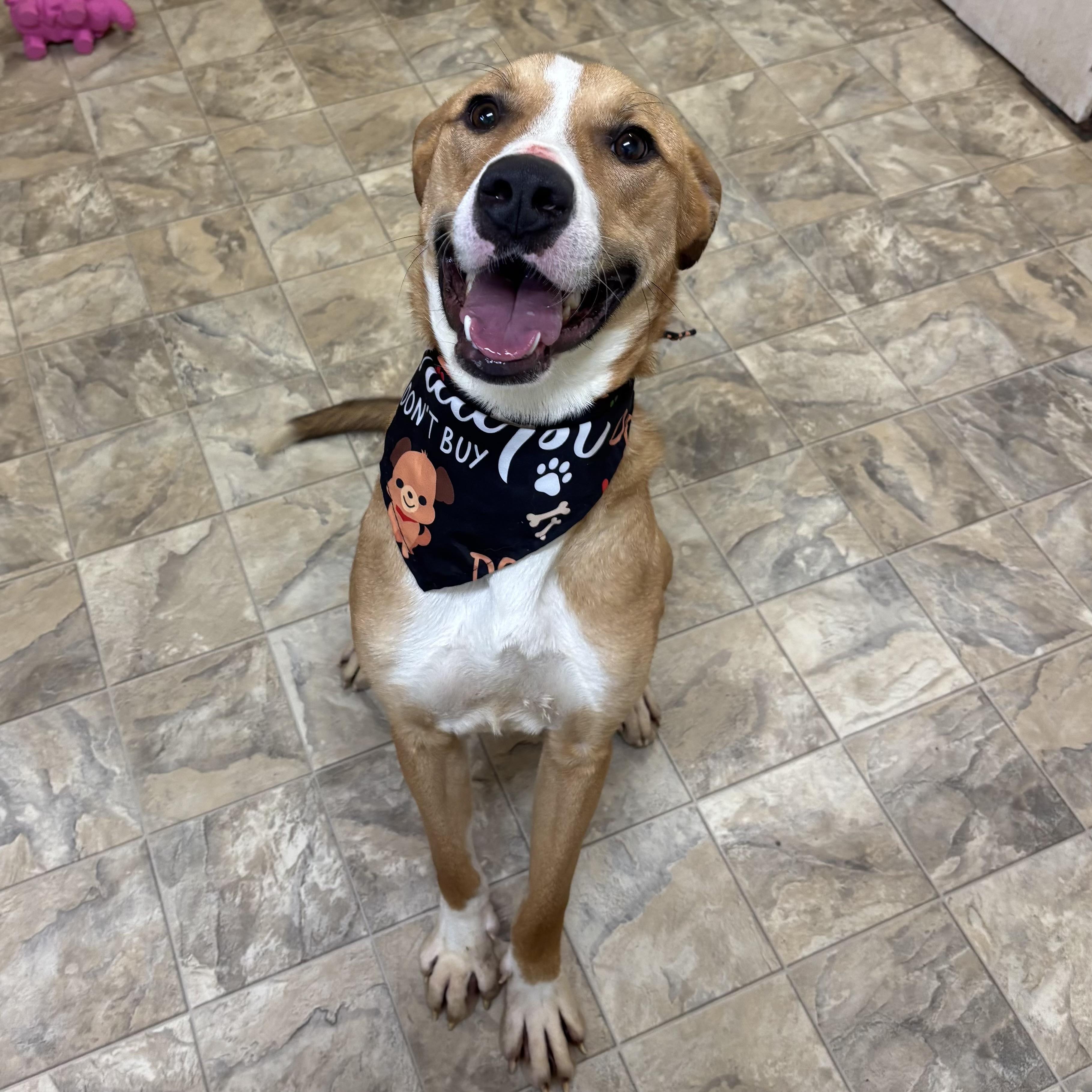 Owen, ADOPTABLE, Adult Male Terrier.
