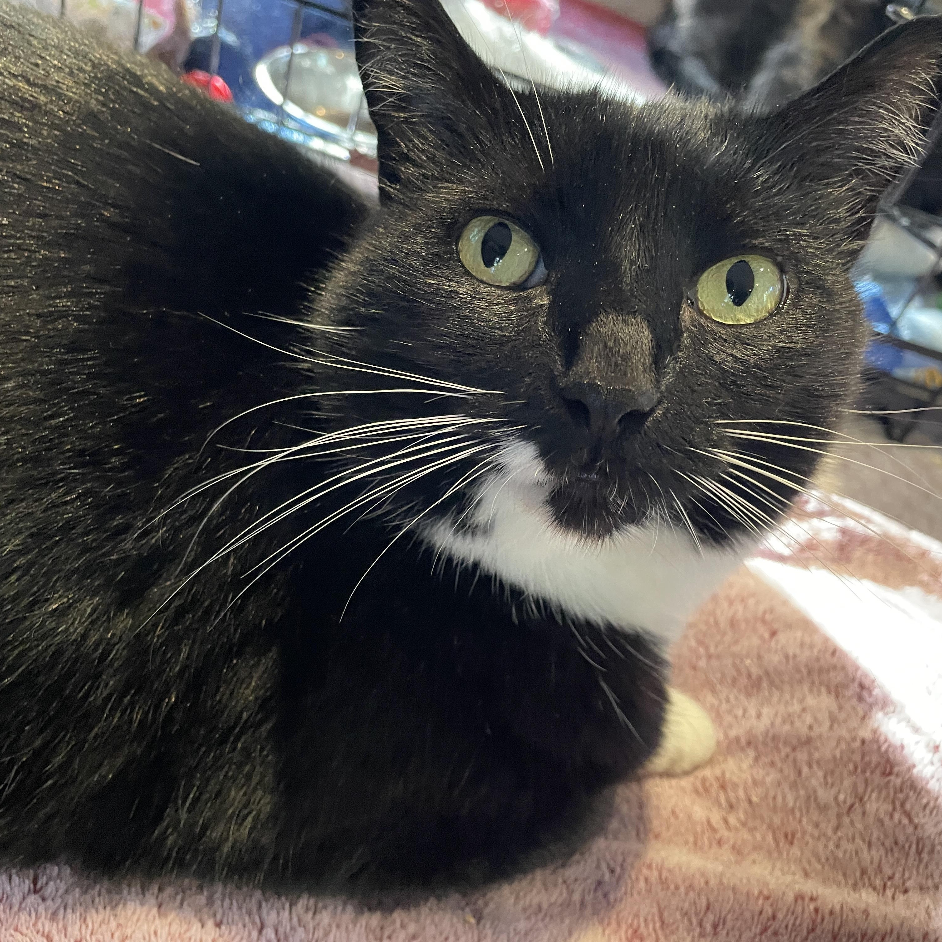 Enlarge Lola, a ADOPTABLE Domestic Short Hair in Salt Spring Island, BC image 6/6