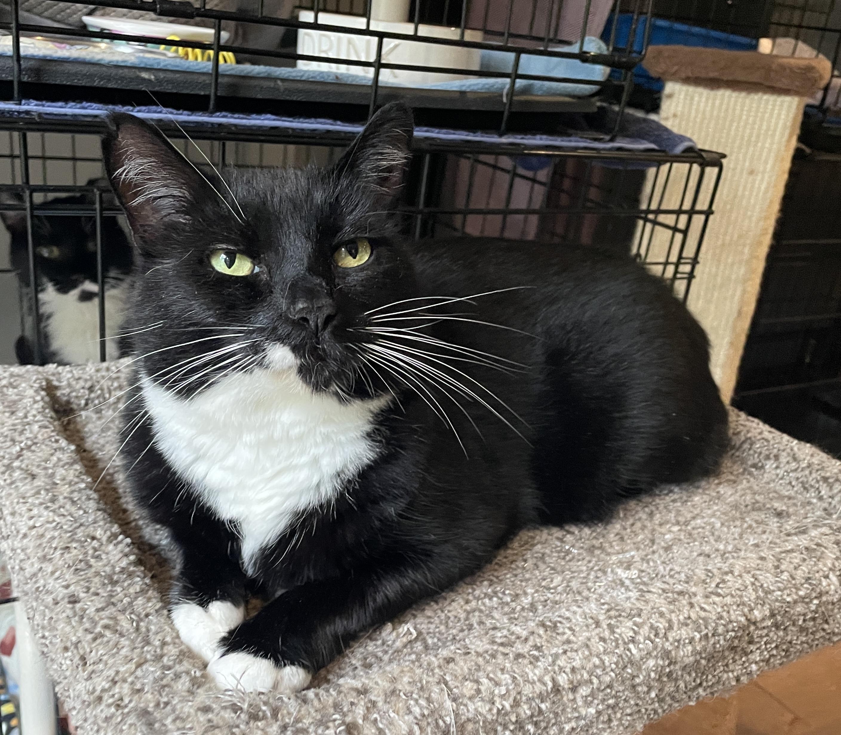 Enlarge Lola, a ADOPTABLE Domestic Short Hair in Salt Spring Island, BC image 1/4