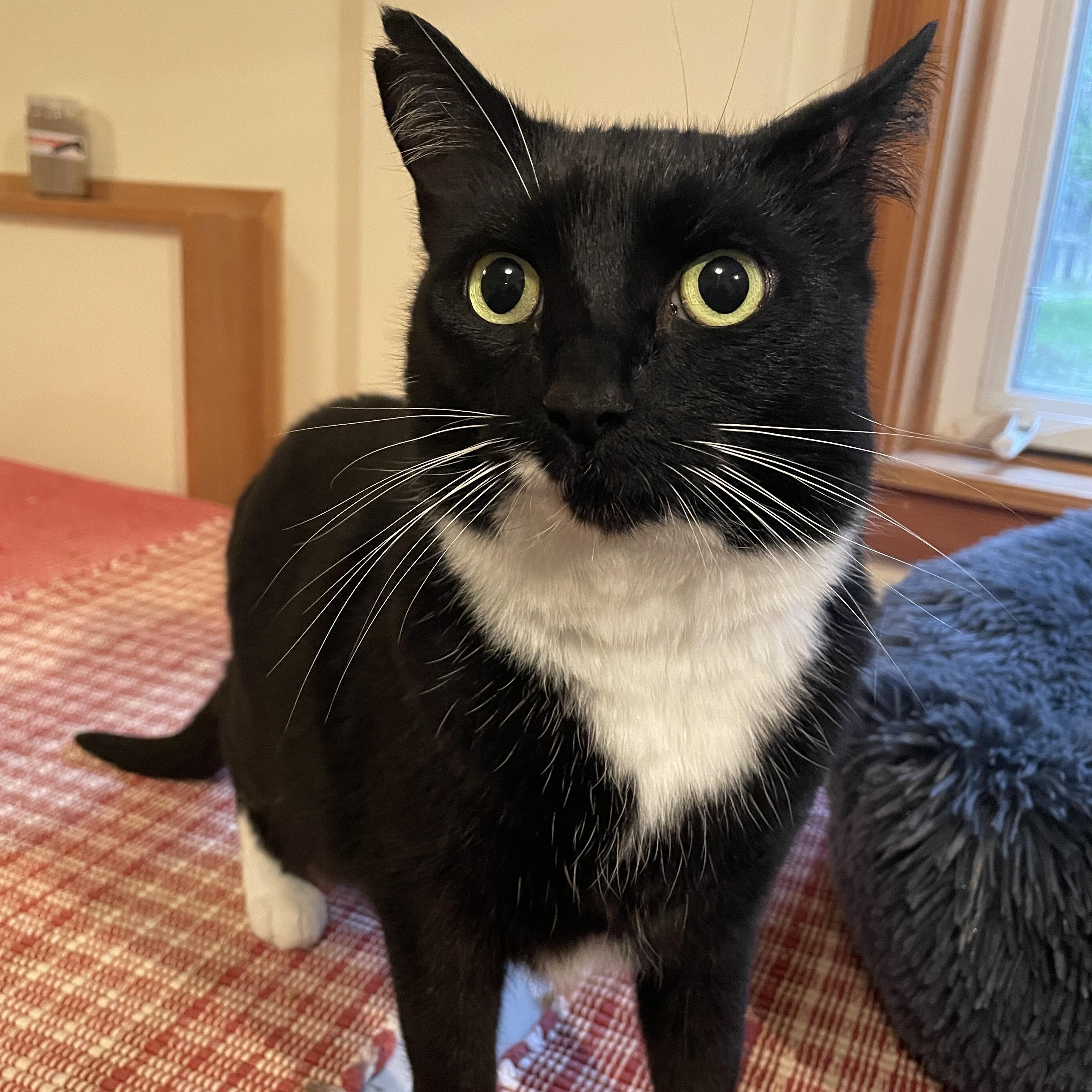 Enlarge Lola, a ADOPTABLE Domestic Short Hair in Salt Spring Island, BC image 2/6