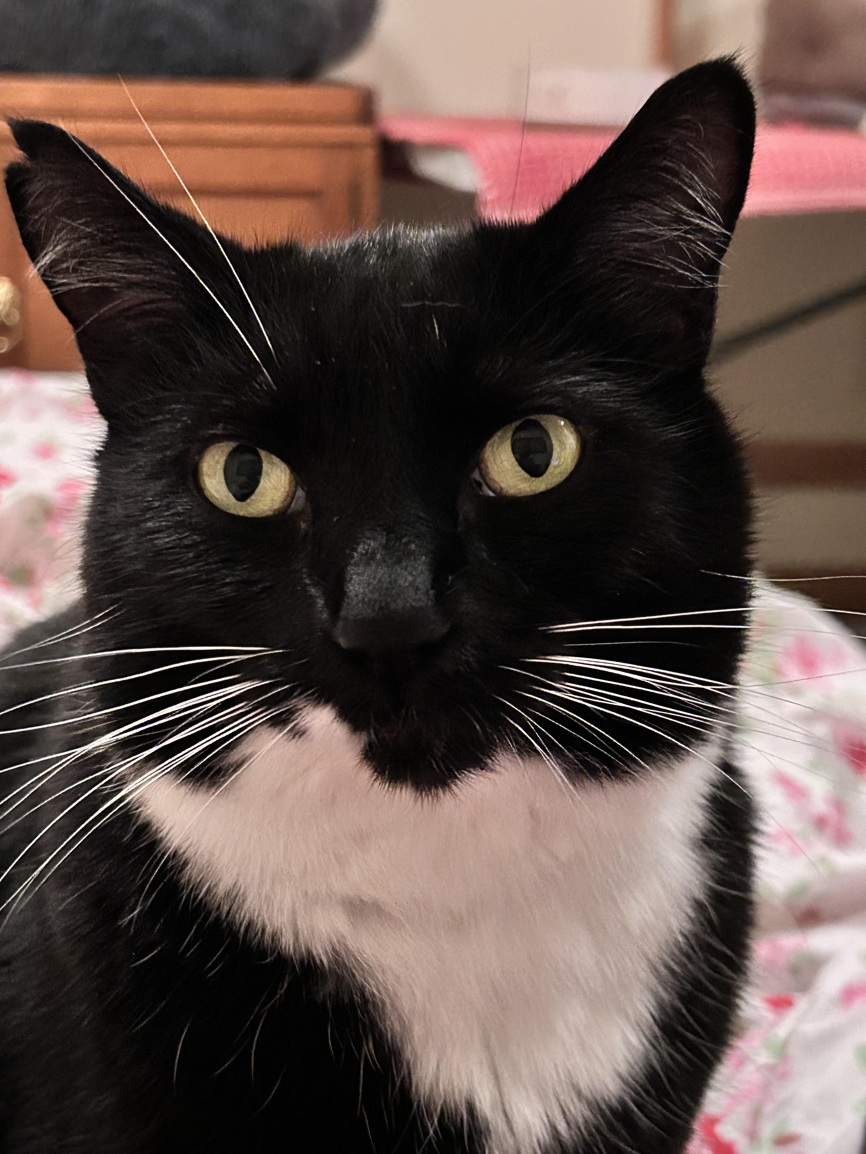 Enlarge Lola, a ADOPTABLE Domestic Short Hair in Salt Spring Island, BC image 1/6
