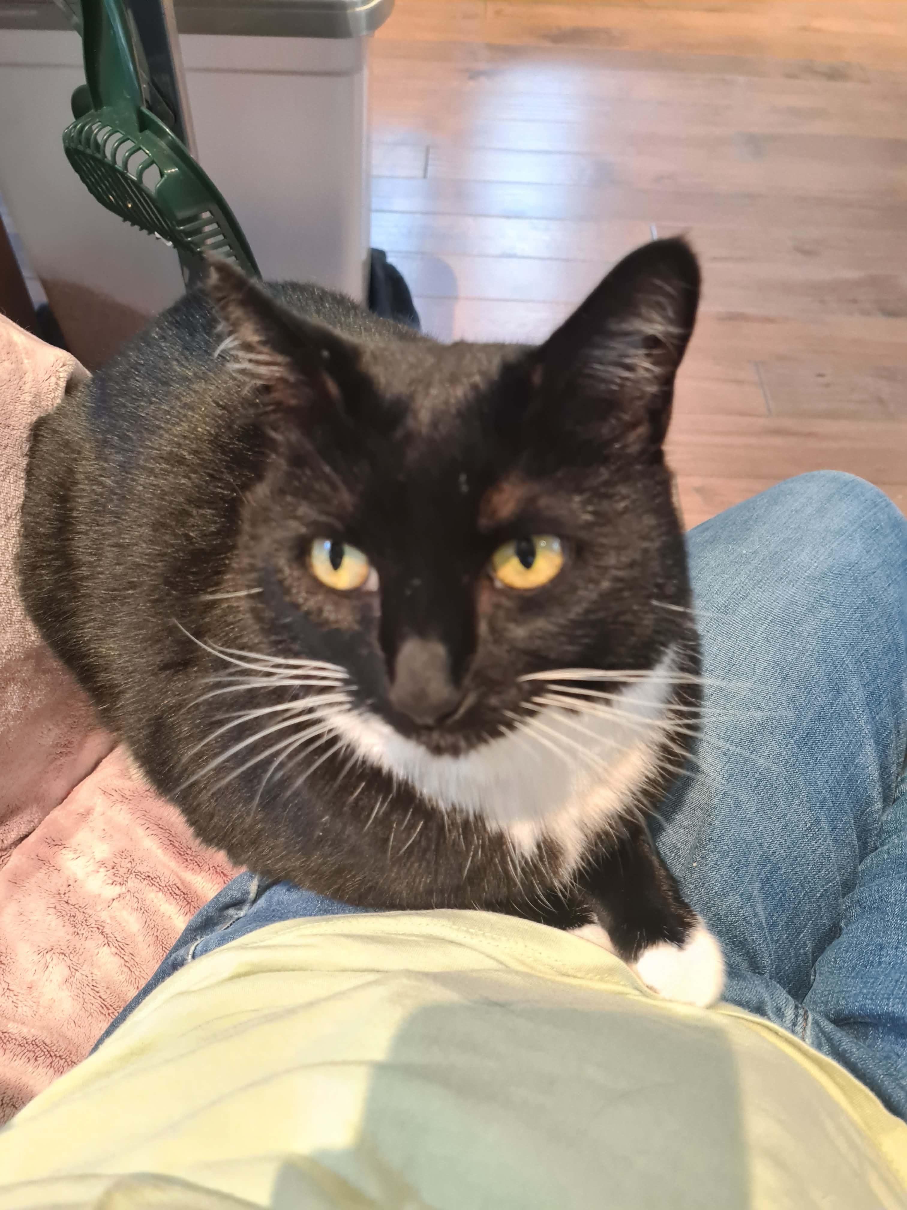 Enlarge Lola, a ADOPTABLE Domestic Short Hair in Salt Spring Island, BC image 4/4