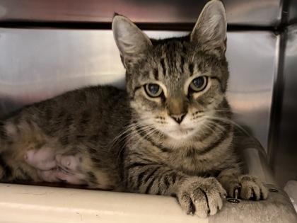 Enlarge Purr-in, a Adoptable Domestic Short Hair in North Myrtle Beach, SC image 4/6