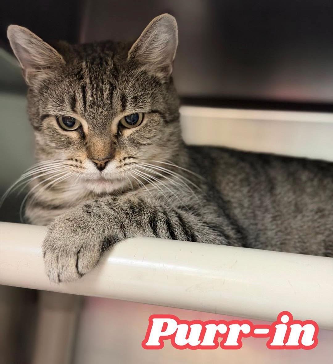 Enlarge Purr-in, a Adoptable Domestic Short Hair in North Myrtle Beach, SC image 3/6