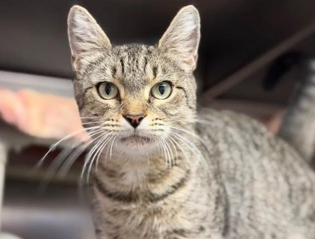Enlarge Purr-in, a Adoptable Domestic Short Hair in North Myrtle Beach, SC image 5/6