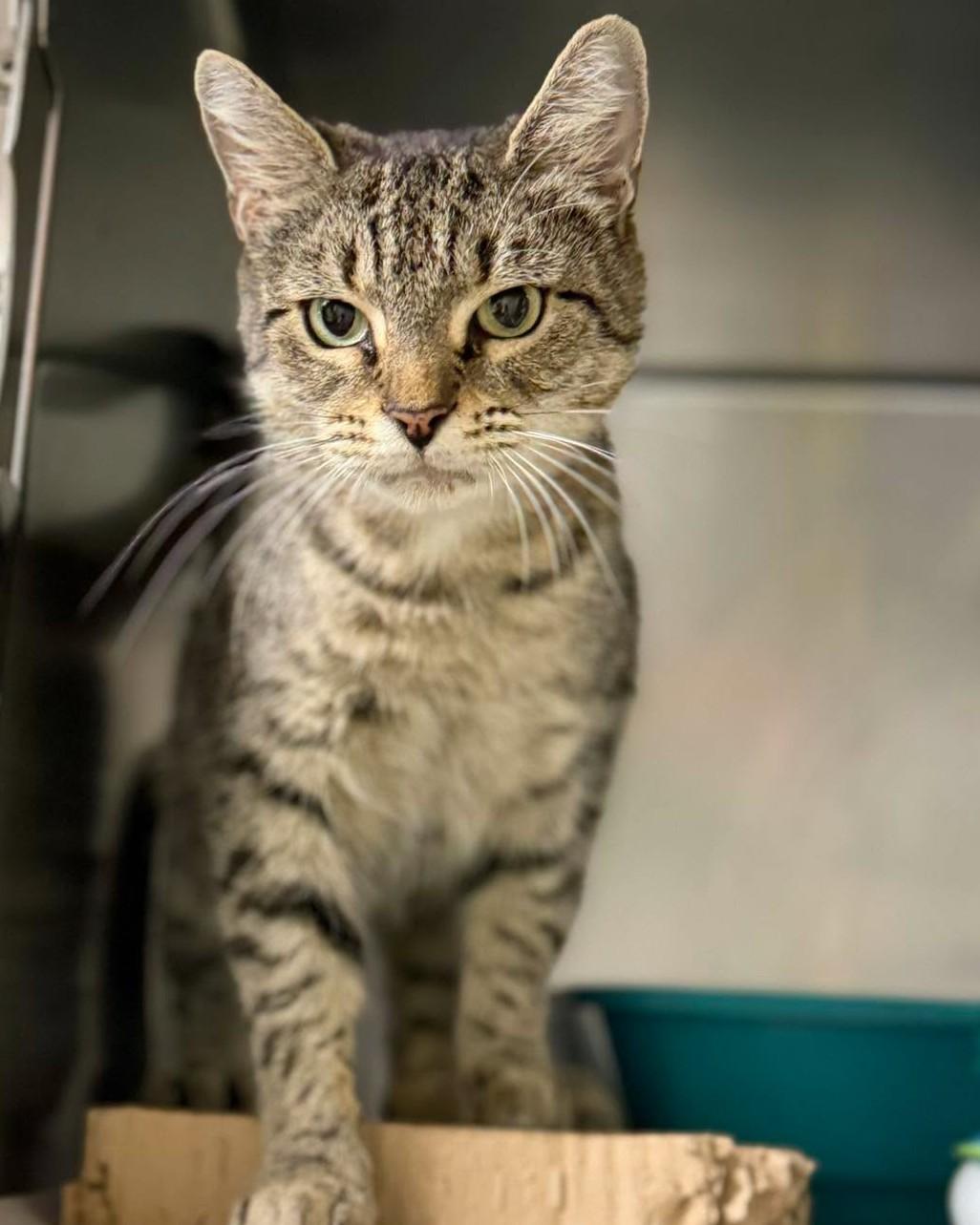 Purr-in, Adoptable, Adult Female Domestic Short Hair.
