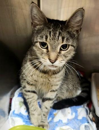 Enlarge Purr-in, a Adoptable Domestic Short Hair in North Myrtle Beach, SC image 2/6