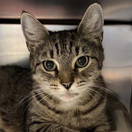 Enlarge Purr-in, a Adoptable Domestic Short Hair in North Myrtle Beach, SC image 6/6