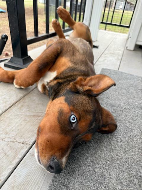 Enlarge Emmy, a ADOPTABLE mixed breed in Dale, TX image 1/2