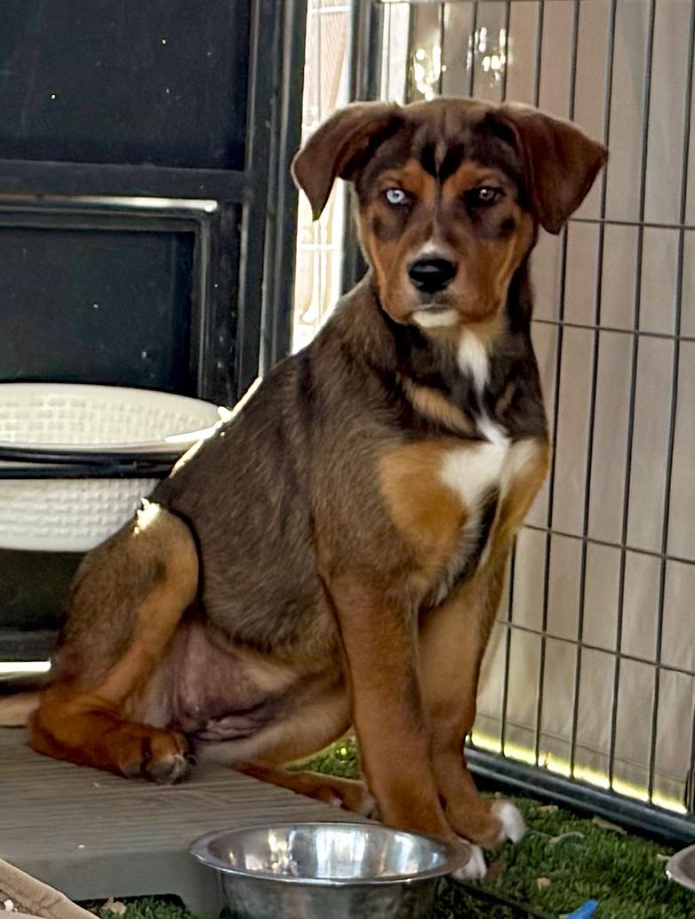 Enlarge Emmy, a ADOPTABLE mixed breed in Dale, TX image 2/2