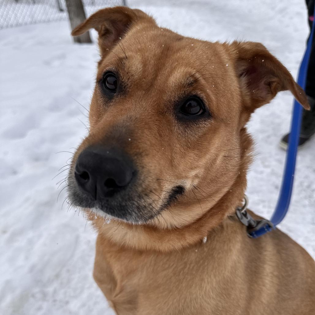 Nala, Adoptable, Adult Female Labrador Retriever & Rhodesian Ridgeback.