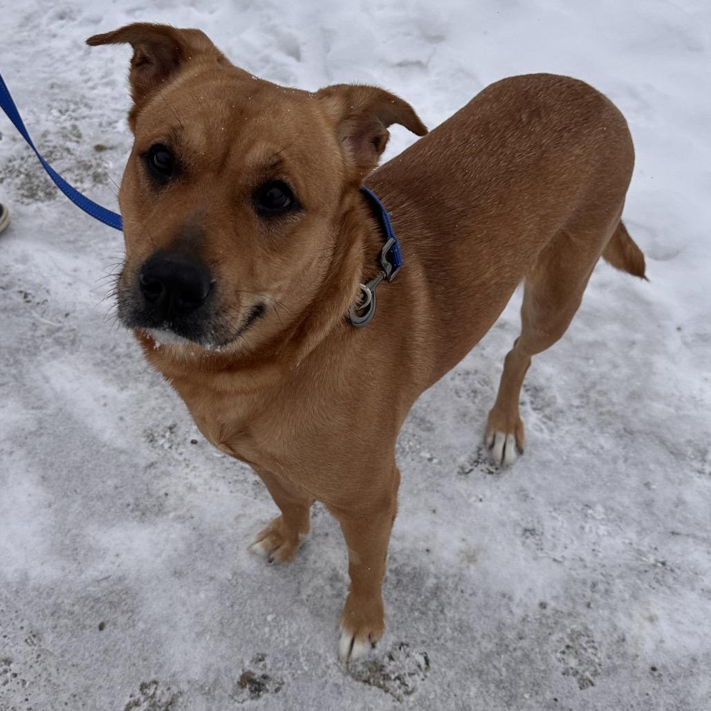 Enlarge Nala, a Adoptable mixed breed in Conway, NH image 2/6
