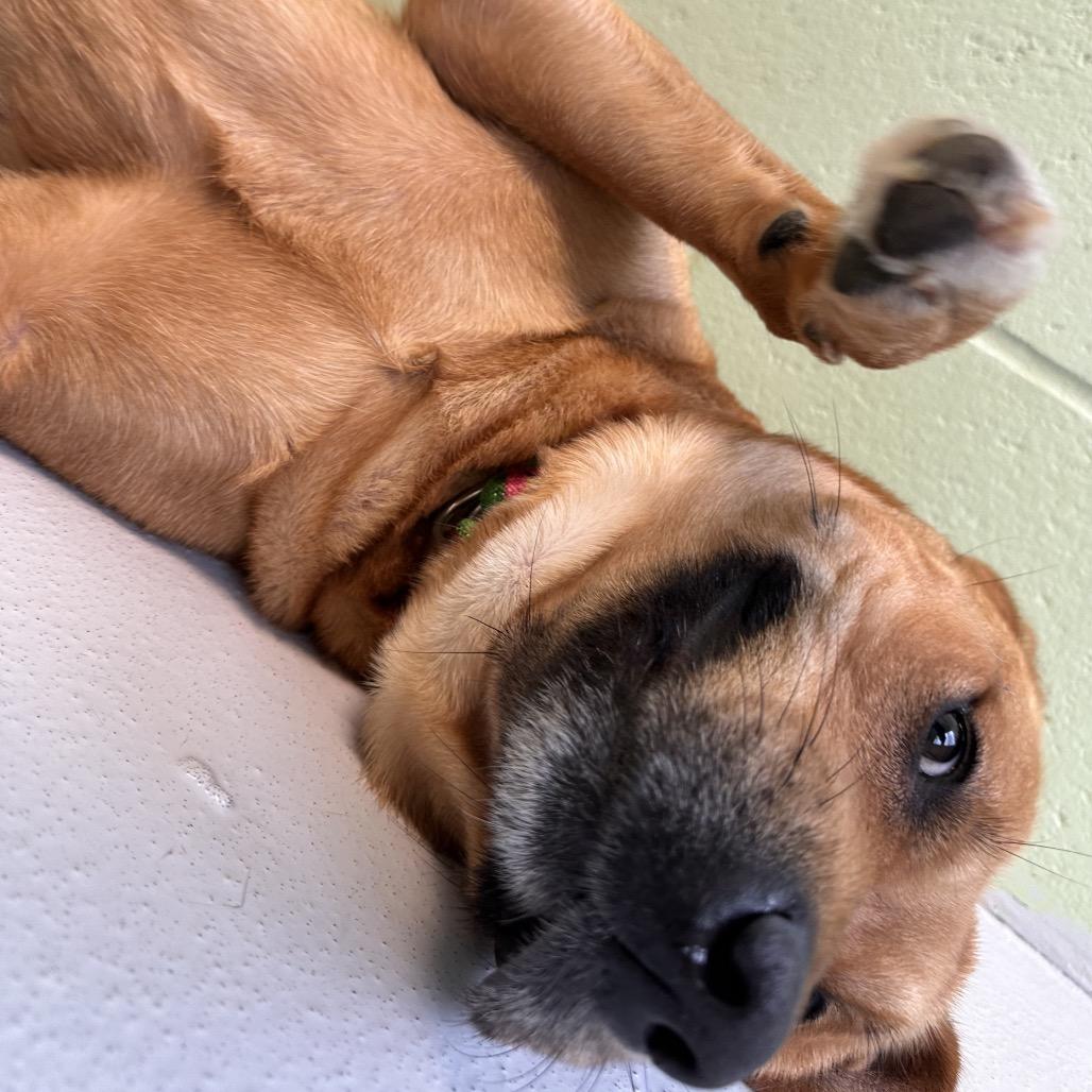 Enlarge Nala, a Adoptable mixed breed in Conway, NH image 3/6