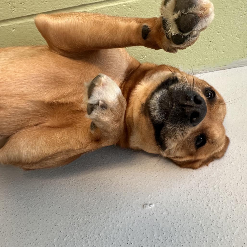 Enlarge Nala, a Adoptable mixed breed in Conway, NH image 4/6