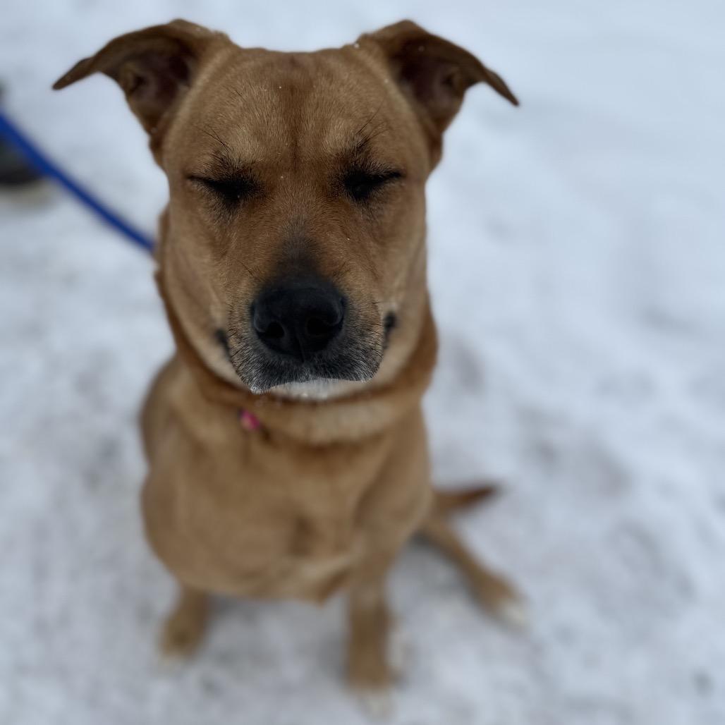 Enlarge Nala, a Adoptable mixed breed in Conway, NH image 5/6