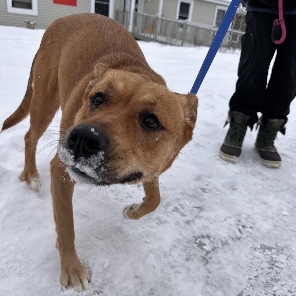 Enlarge Nala, a Adoptable mixed breed in Conway, NH image 6/6