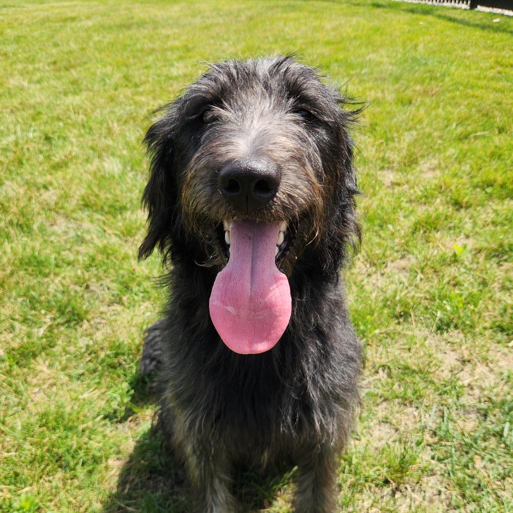Duke, a Adoptable mixed breed in Fort Wayne, IN image 1/5