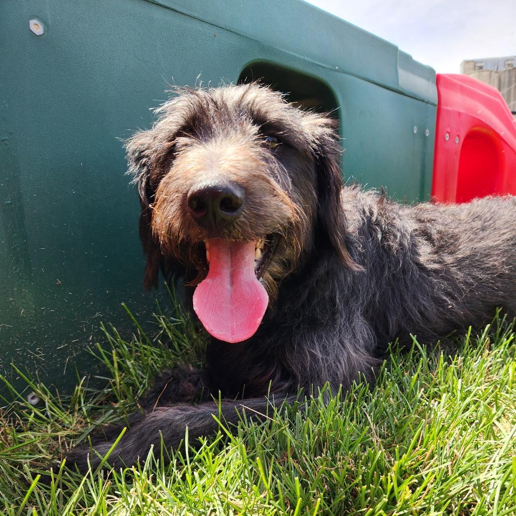 Duke, a Adoptable mixed breed in Fort Wayne, IN image 2/5