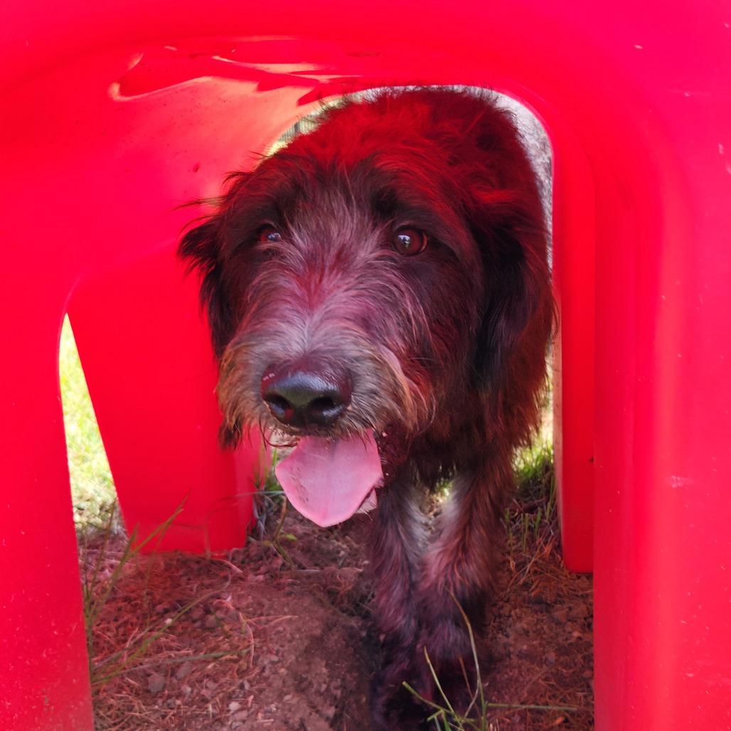 Duke, a Adoptable mixed breed in Fort Wayne, IN image 3/5