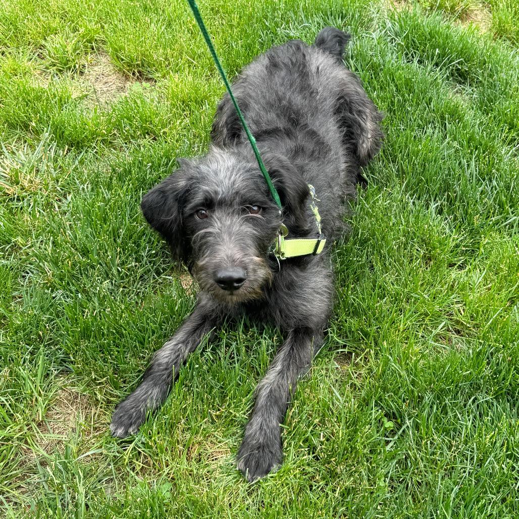 Duke, a Adoptable mixed breed in Fort Wayne, IN image 4/5