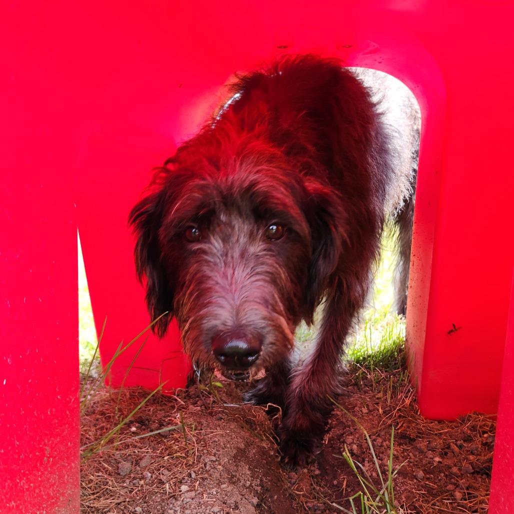 Duke, a Adoptable mixed breed in Fort Wayne, IN image 5/5