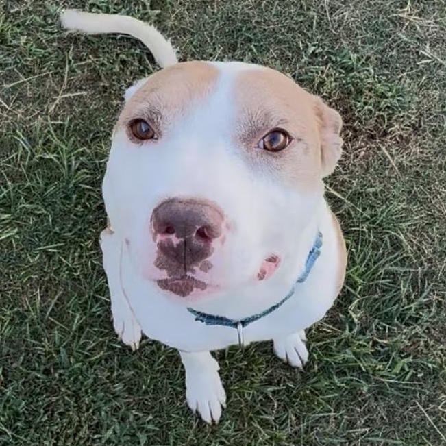 Enlarge Azul, a Adoptable mixed breed in Krum, TX image 2/6