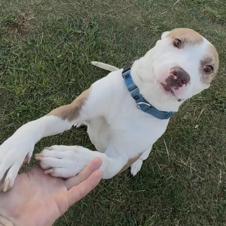 Enlarge Azul, a Adoptable mixed breed in Krum, TX image 4/6