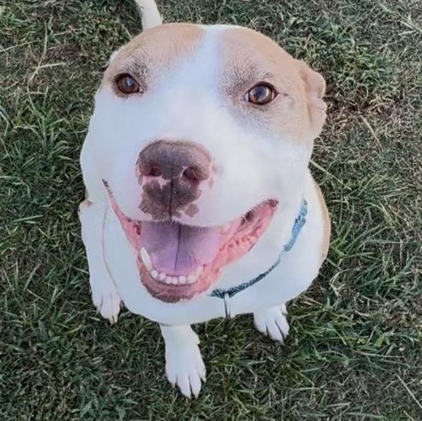 Azul, Adoptable, Adult Male Pit Bull Terrier.