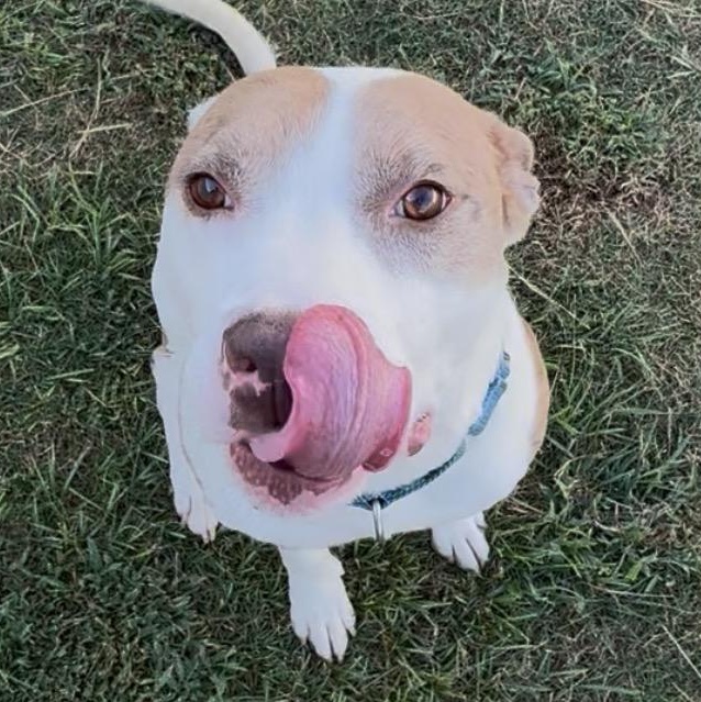Enlarge Azul, a Adoptable mixed breed in Krum, TX image 6/6