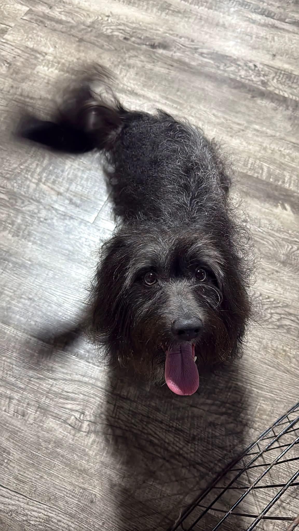 Enlarge Pickles, a Adoptable mixed breed in Alma, MI image 1/1