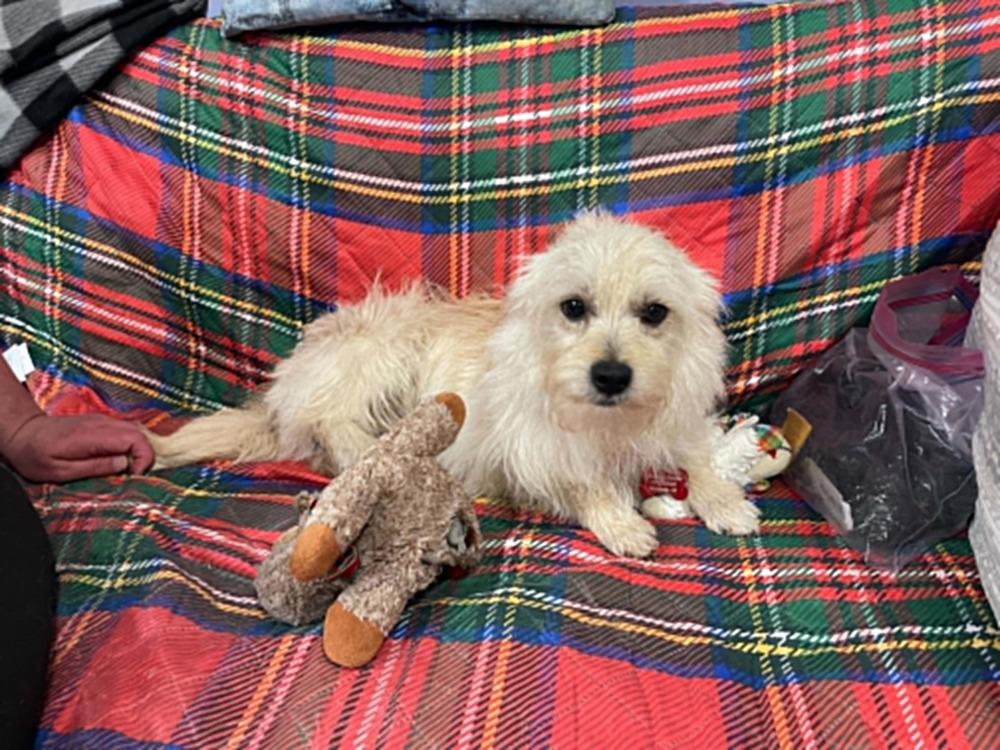 Enlarge Grogu, a Adoptable mixed breed in Dutton, VA image 1/1