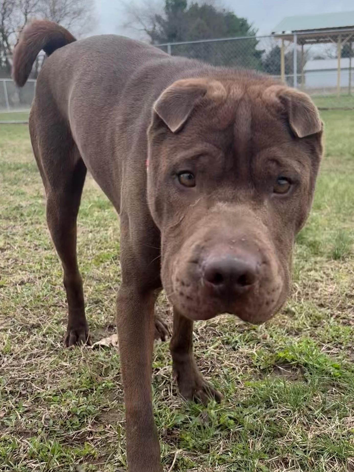 Max, a ADOPTABLE mixed breed in Ionia, MI image 6/6