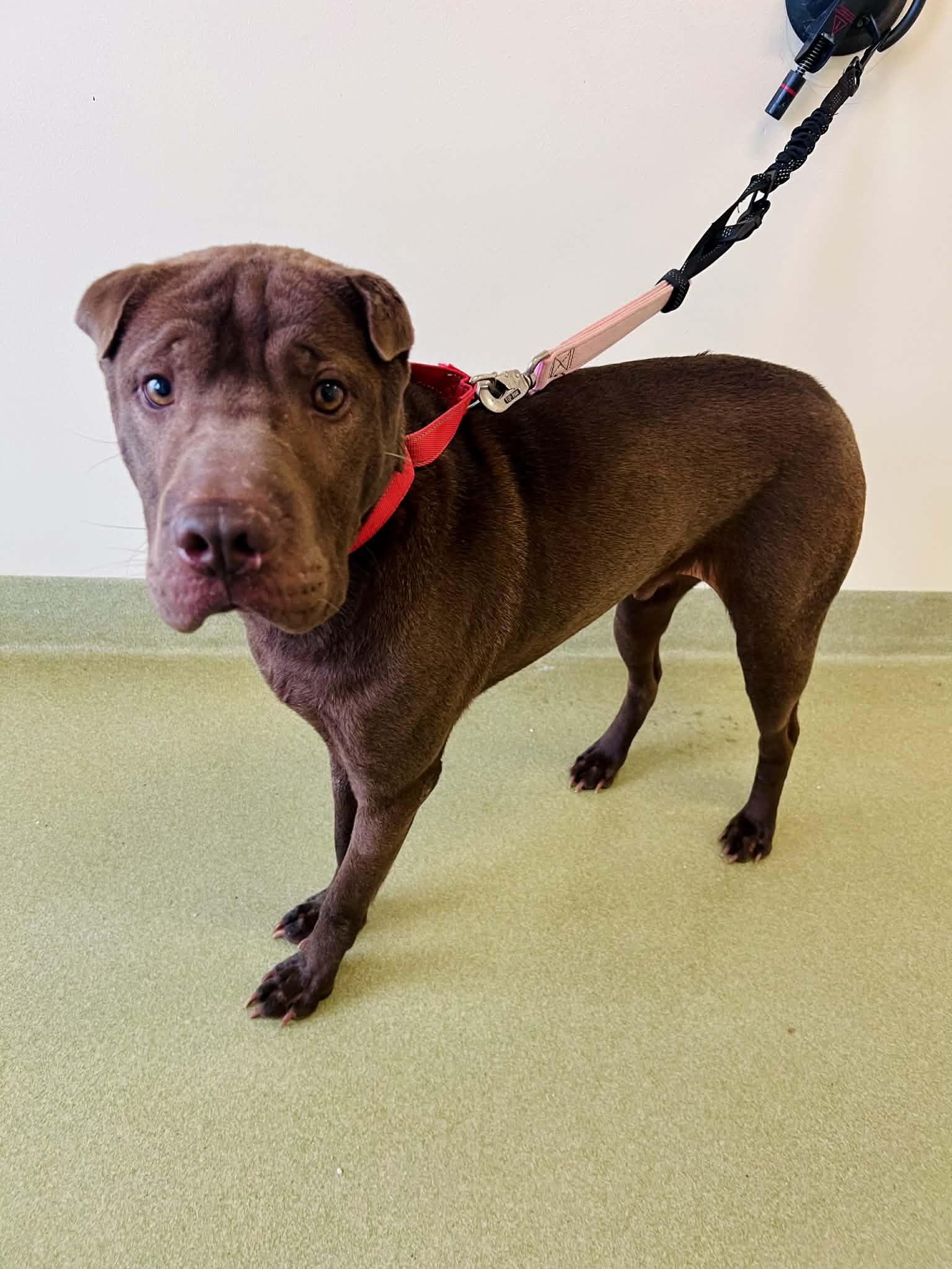 Enlarge Max, a ADOPTABLE mixed breed in Ionia, MI image 2/6